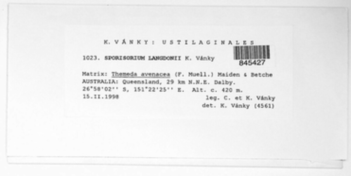 Anthracocystis langdonii image